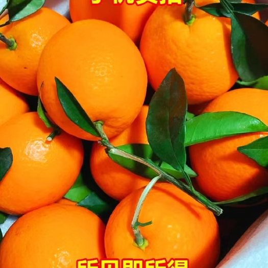 纽荷尔脐橙【湖北橙子】长虹脐橙，果形漂亮，口感甜，产地直发