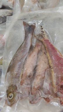 琼海市海鱼-小海鱼批发-南海的珊瑚杂鱼批发