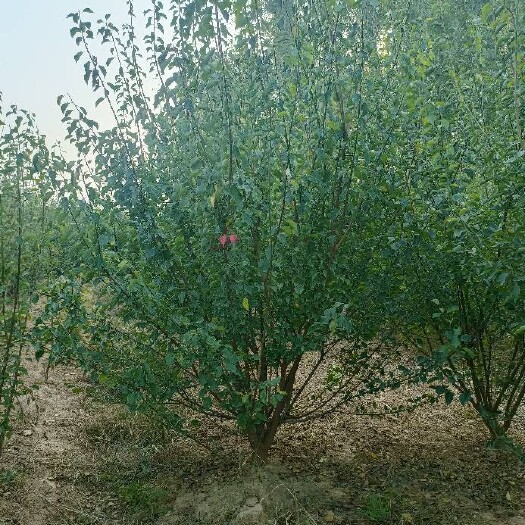 菏泽红梅