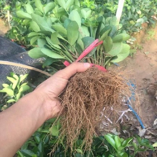 长沙冬青卫矛小苗