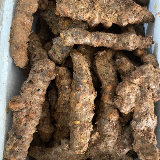 深圳土茯苓