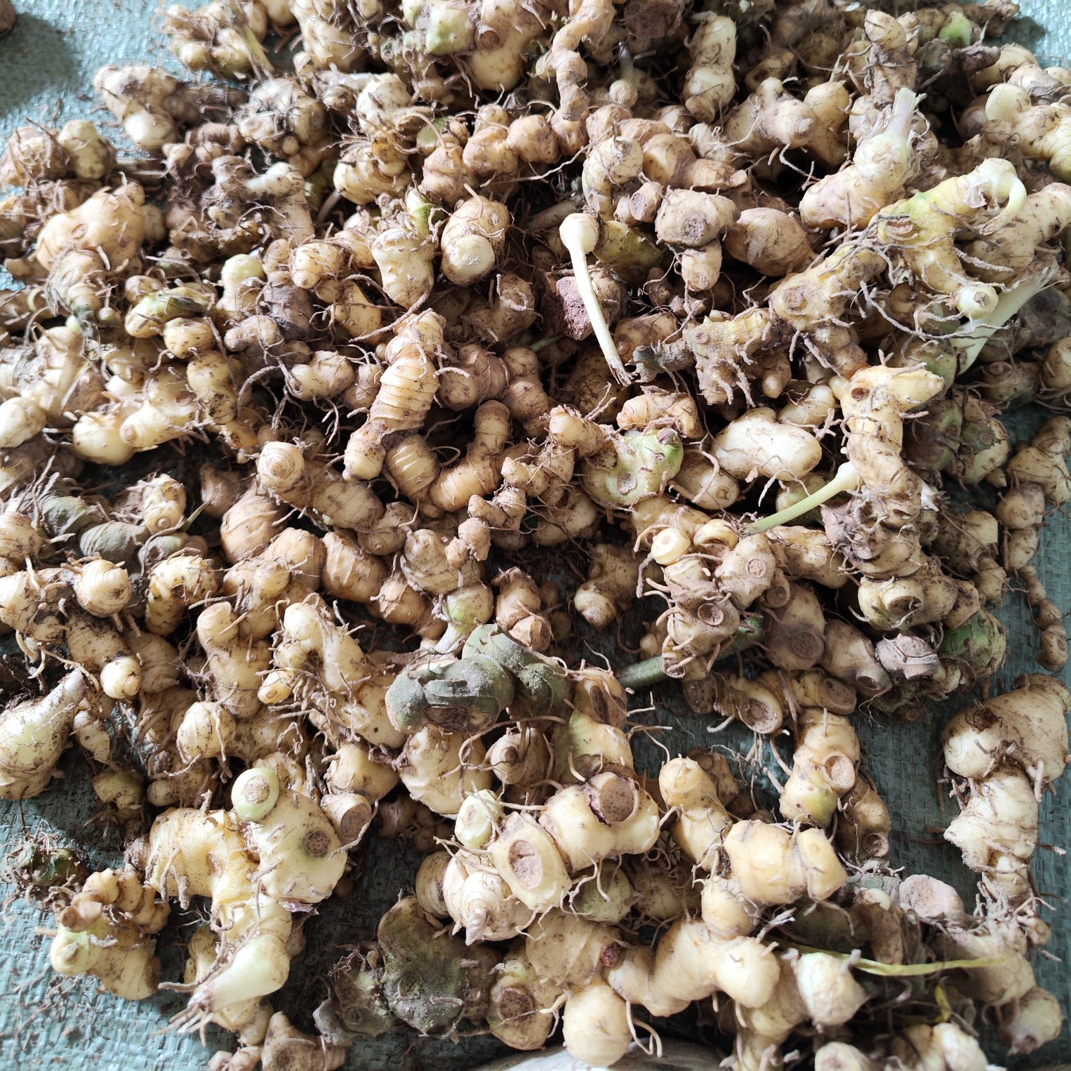 贵州本地黄精，老虎姜，产地一手货源，可批发零售