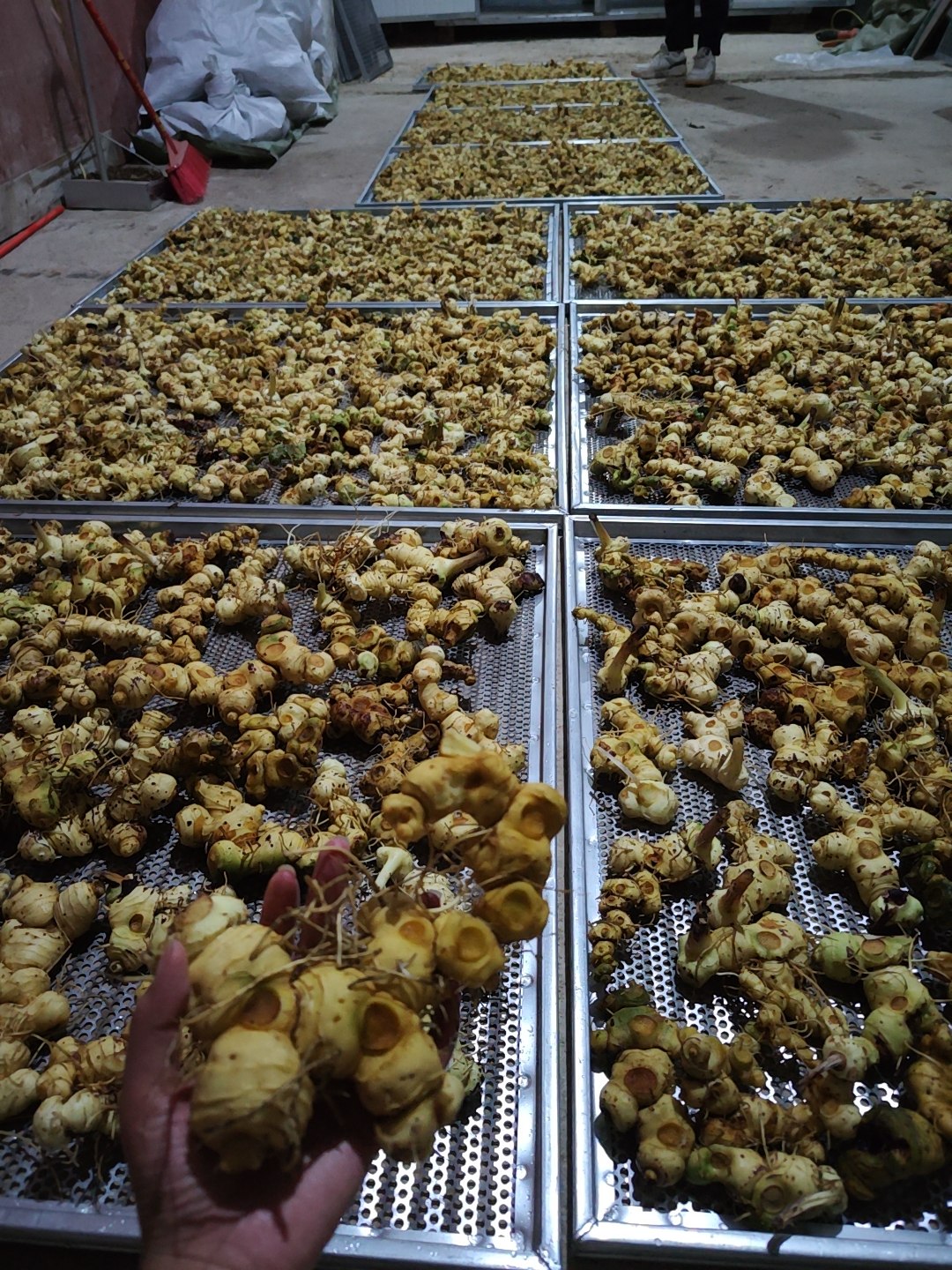 贵州本地黄精，老虎姜，产地一手货源，可批发零售