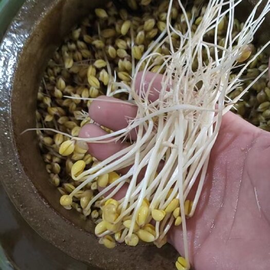 重庆市古法老坛井水豆芽