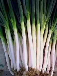 商丘河南大葱  长白   钢葱   种植面积大  产量高  交通