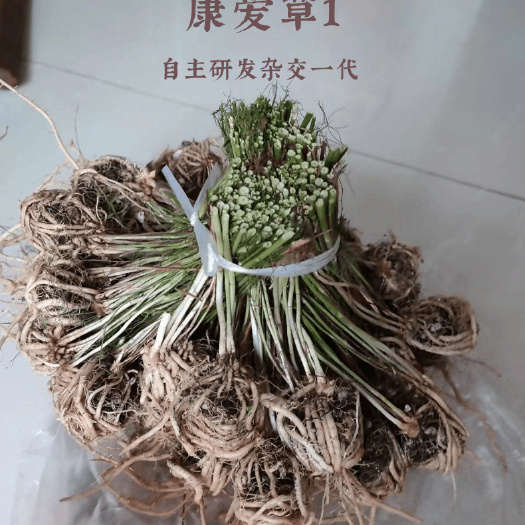 曹县芦笋根苗康爱草1芦笋苗