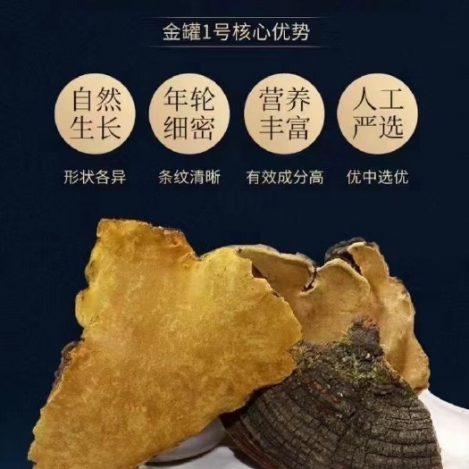 【加强型30年】西藏桑黄林芝桑黄灵芝可代切片500克