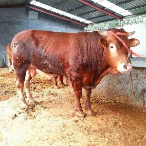 东平县肉牛养殖场西门塔尔牛，杂交牛犊大量出售