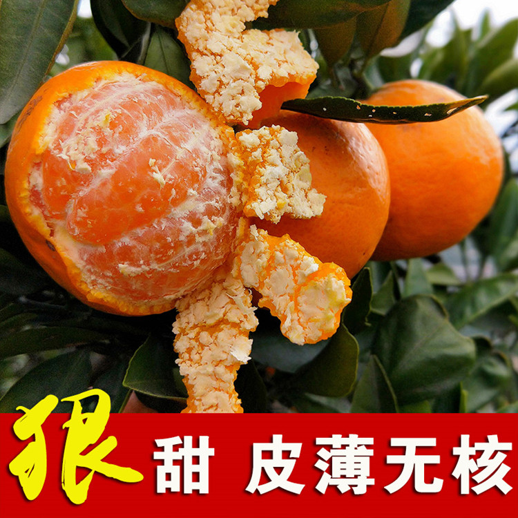 东海县橘子树苗砂糖橘苗柑桔苗盆栽地栽柚子树橙子果树苗当年结果