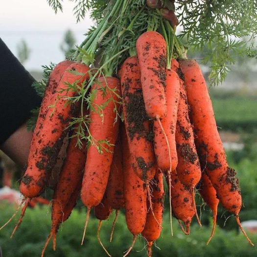 开封开封胡萝卜大量供应中沙地种植因为疫情卖不出去