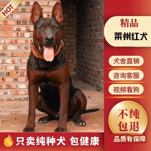 商河县纯种莱州红幼犬活体虎头莱州红犬大型苏联红幼犬看家护院红狼幼犬