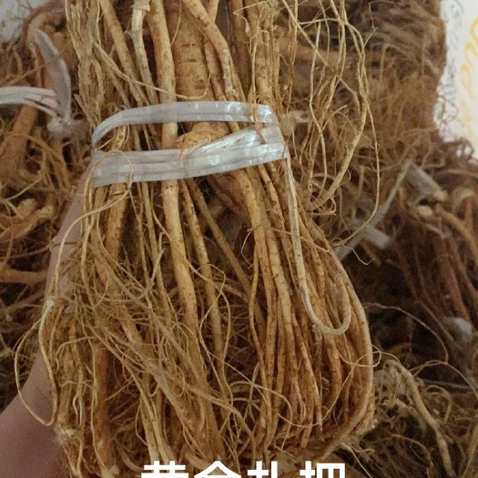 深圳五指毛桃