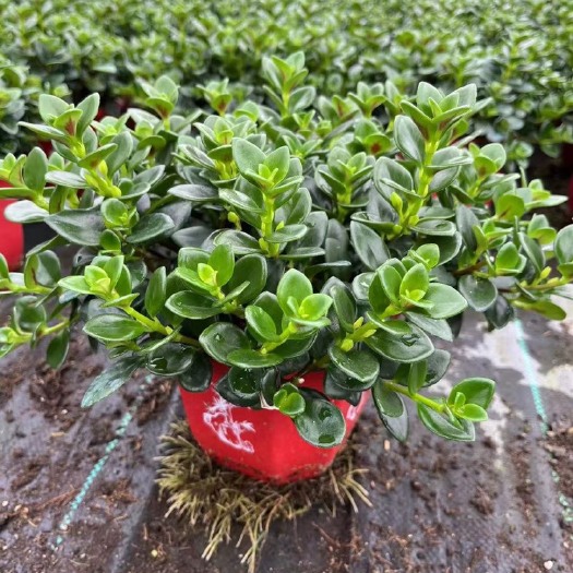 漳平市金鱼花吊兰盆栽四季开花绿植室内阳台耐寒热好养花卉