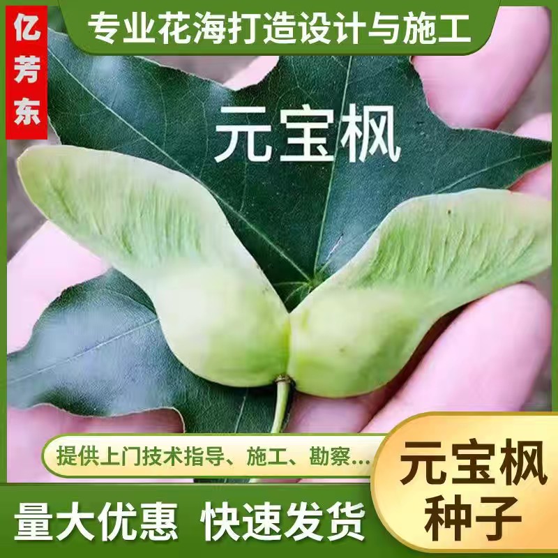 无锡元宝枫种子榨油食用耐寒四季播种耐热易播种元宝枫饱满种子批发