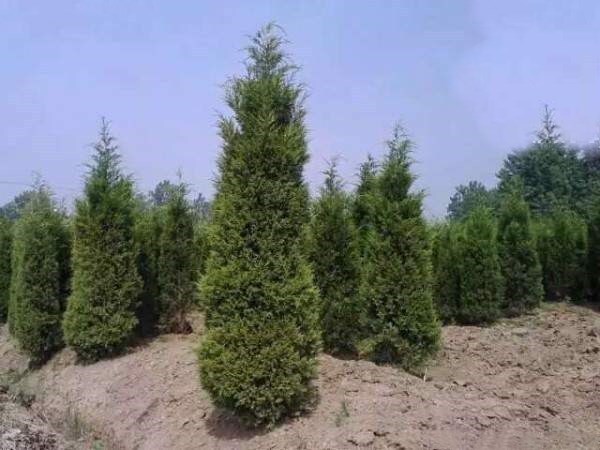 长沙圆柏
