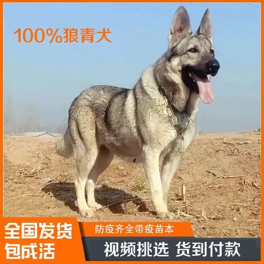 商河县狼青幼犬活体中华狼青犬大型纯种狼青犬看家护院放牧牛羊童年回忆
