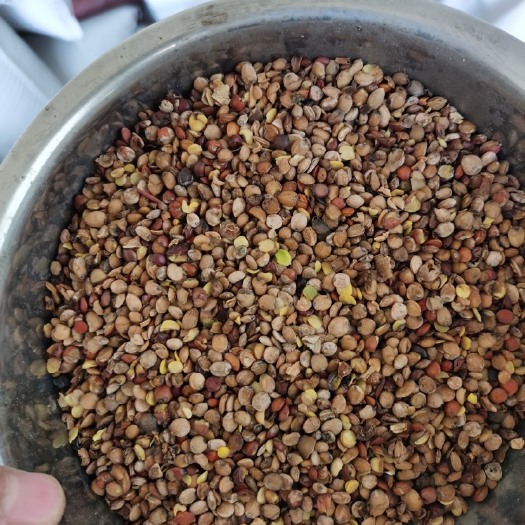赞皇县酸枣仁下脚料