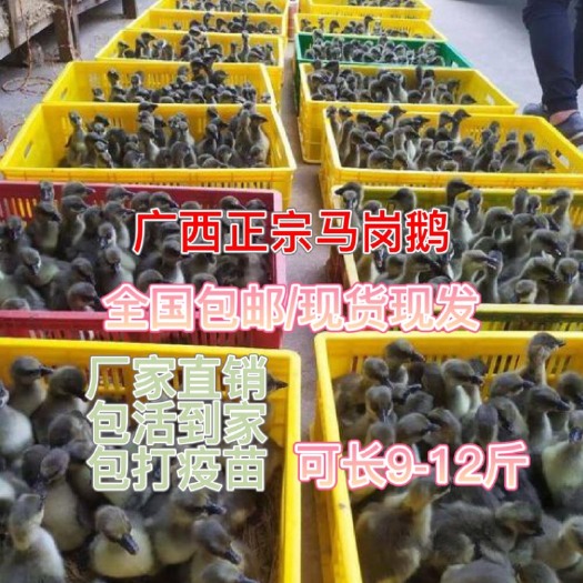 英德市一斤半斤出壳灰鹅草鹅广东阳江马岗鹅黑棕鹅家养散养纯血统