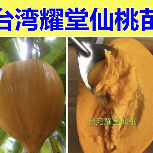 漳州耀堂仙桃，别名蛋黄果苗，原土原袋发货