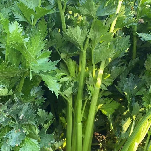 优惠芹菜