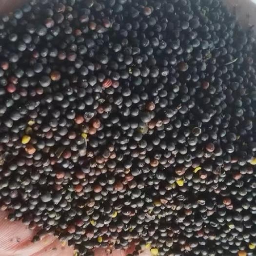 满洲里市油菜籽（高含油45-46-47）