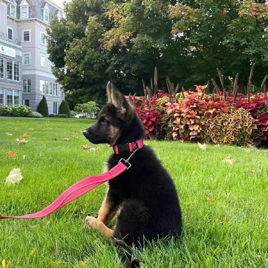 嘉祥县【山东犬舍】纯种德牧幼犬黑背德国牧羊犬大型狼狗活体宠物狗