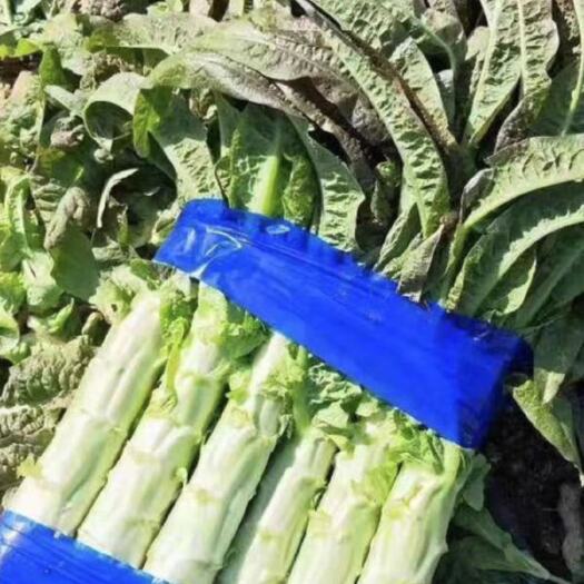 沂南县山东莴苣
