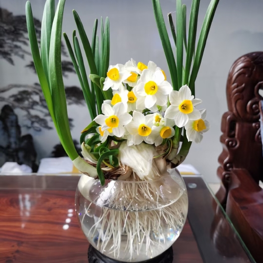 漳州精选大花王雕刻，漳州水仙花种球水养植物水培种子室内花卉盆