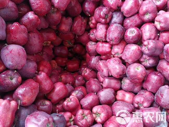 甘肃省天水市山货花牛苹果