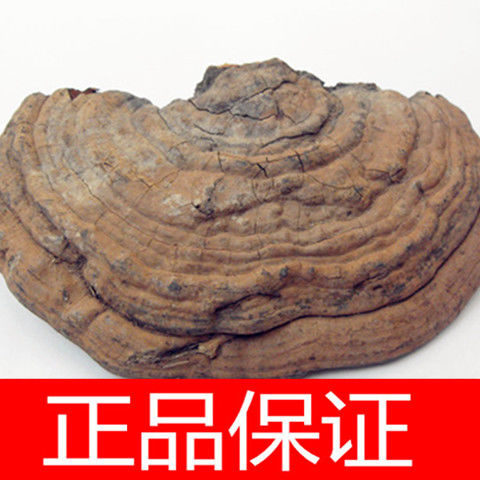 安图县东北长白山树舌