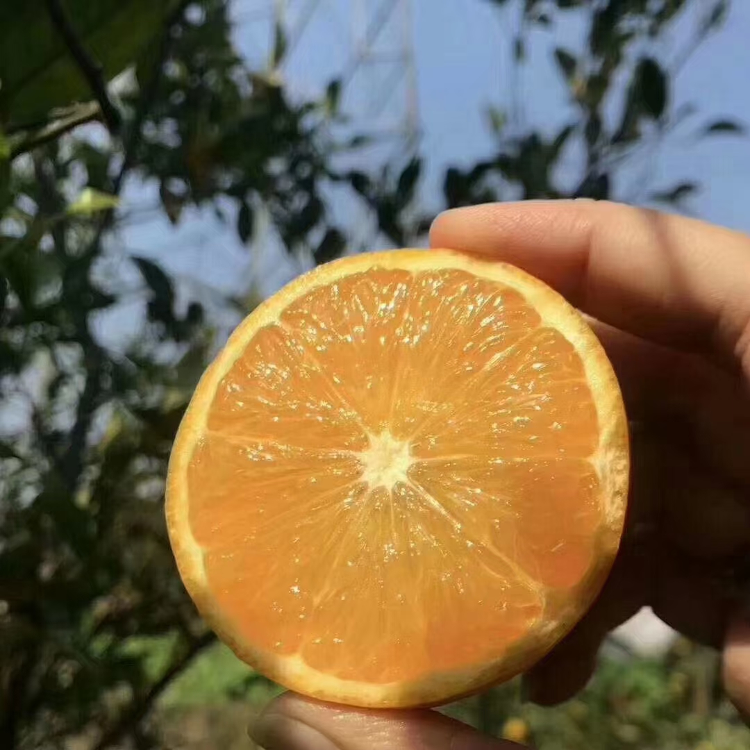 （永兴冰糖橙）橙.邀天下客共享好（味）来