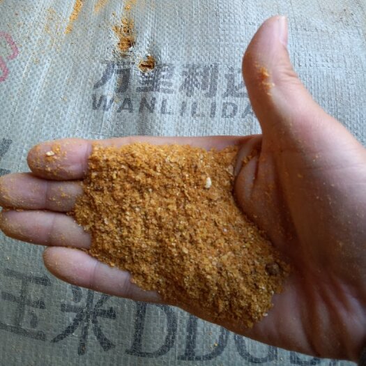 石家庄玉米酒糟 发酵饲料