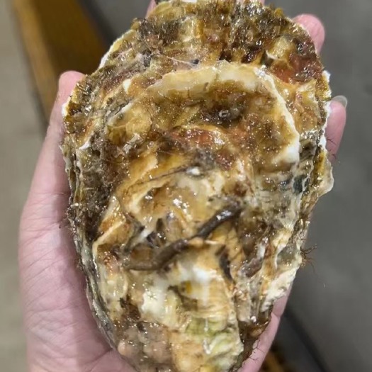招远市有名的乳山生蚝鲜活批发量大优惠包肥活  要好货的来