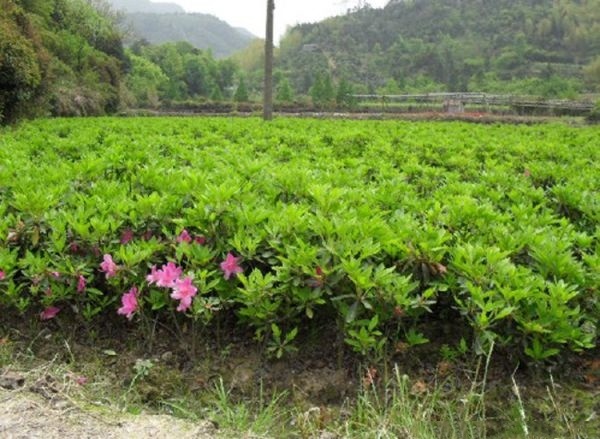 长沙春鹃