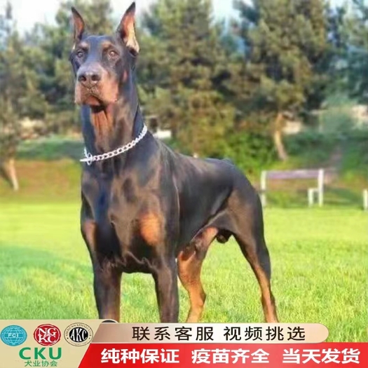商河县杜宾犬纯种幼犬美系德系杜宾双血统大型护卫犬黑红迷你狗活物小狗