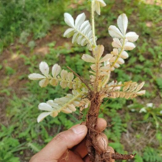 鹤庆县翻白草苗 大叶翻白草苗 翻白叶苗
