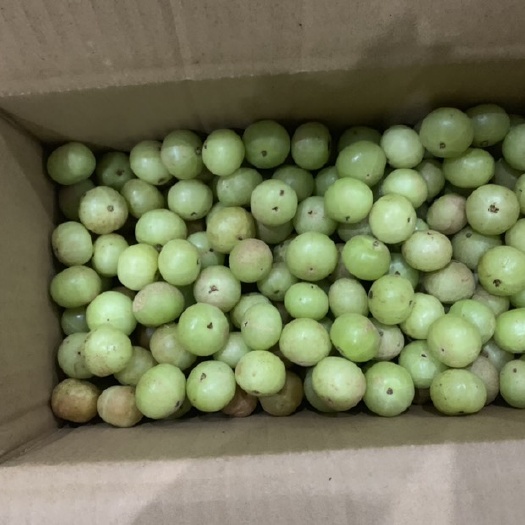 漳浦县余甘果，牛甘果新鲜好果