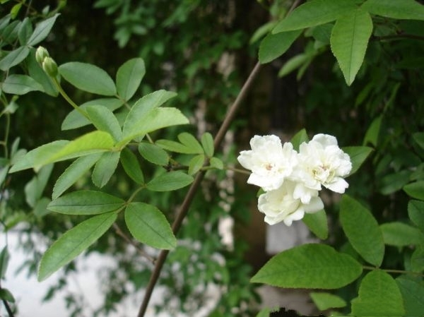 长沙木香苗