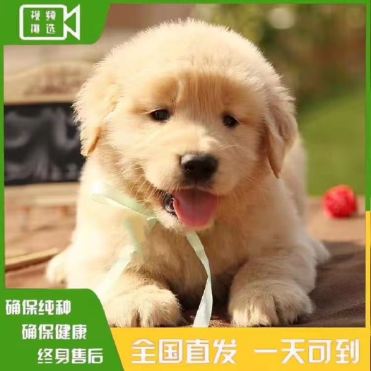 长沙纯种金毛幼犬活体大骨架金毛犬寻回犬家庭犬双血统金毛赛级宠物狗