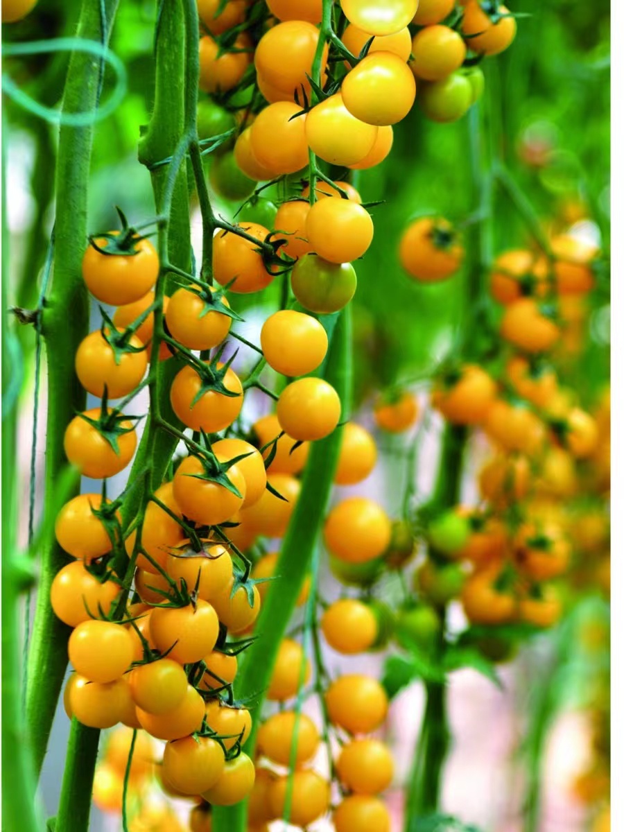 寿光市黄色樱桃番茄苗（金皇后）花絮多，糖度高，耐裂，高抗病