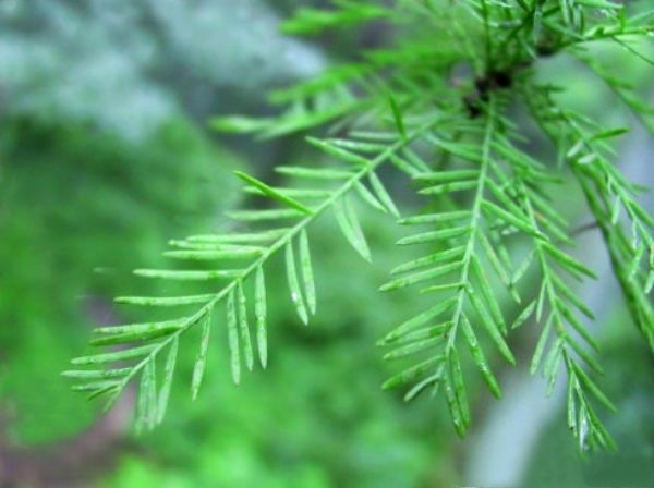 长沙中山杉
