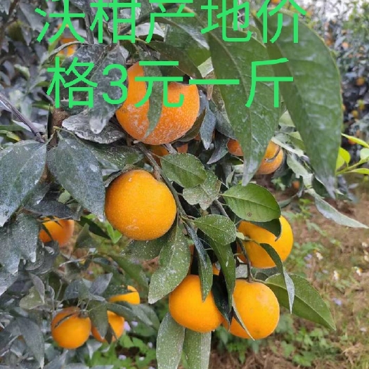 沃柑