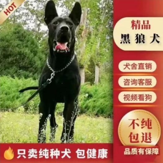 商河县黑狼犬幼犬纯种墨界纯黑色大型护卫犬猛犬看家护院家养中华狼狗