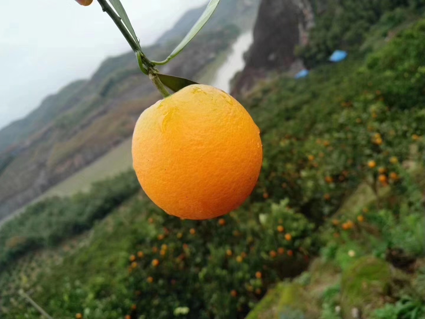 （永兴冰糖橙）橙.邀天下客共享好（味）来