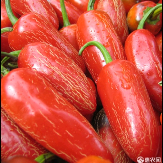 通海县太子椒