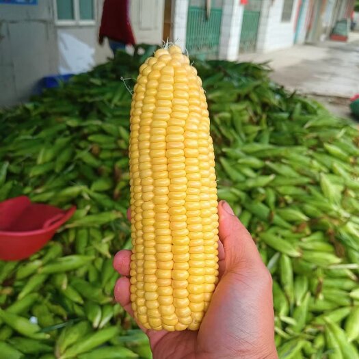 遂溪县玉米，太阳花玉米，超甜玉米。