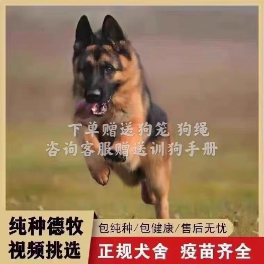 商河县纯种德牧幼犬活体德国牧羊犬黑背犬看家护院放牧牛羊