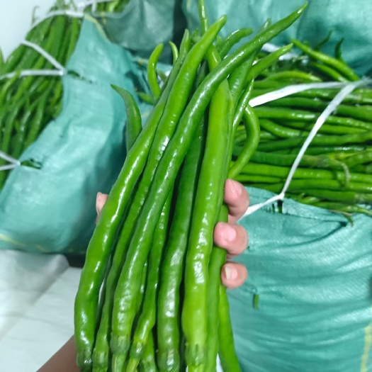 施甸县线椒
