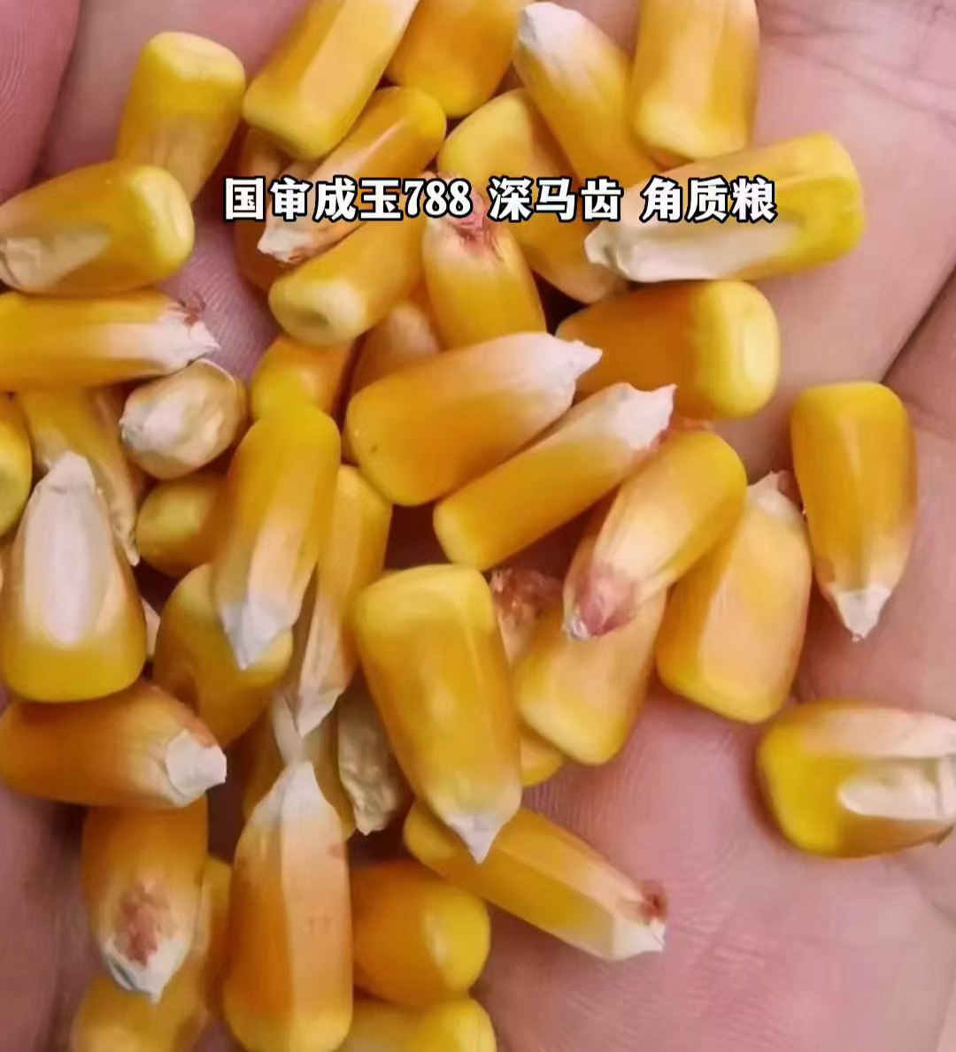 菏泽销售麦种和玉米种