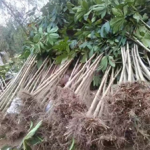 长沙七叶树